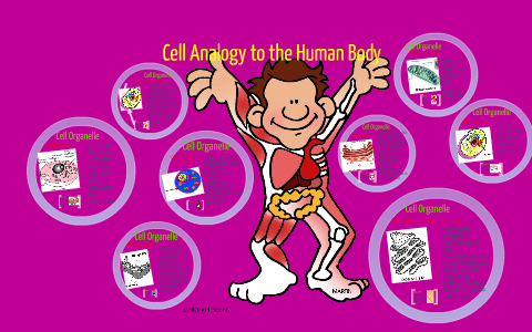 Cell Analogy to the Human Body by Janay Johnson on Prezi