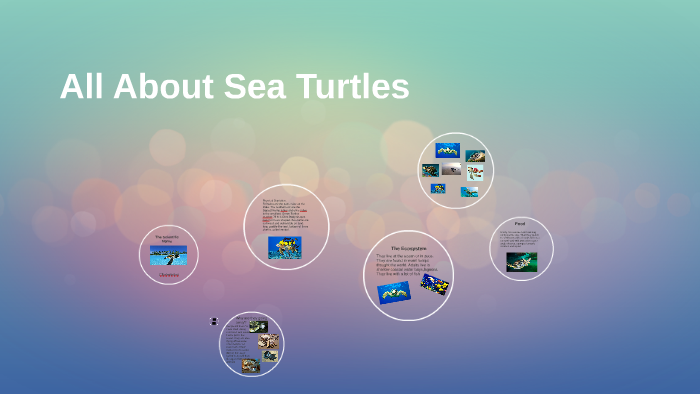 All About Sea Turtles by kaylyne gomez on Prezi