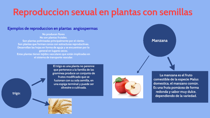 Reproducción Sexual En Plantas Con Semilla By Diana Cepeda On Prezi