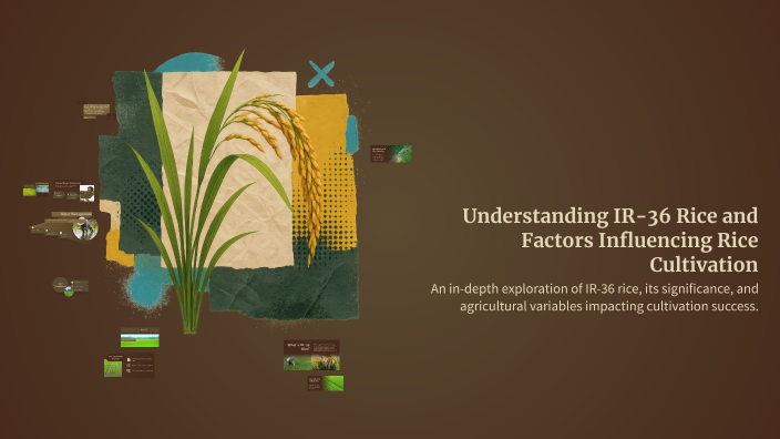 Understanding IR-36 Rice and Factors Influencing Rice Cultivation by h ...