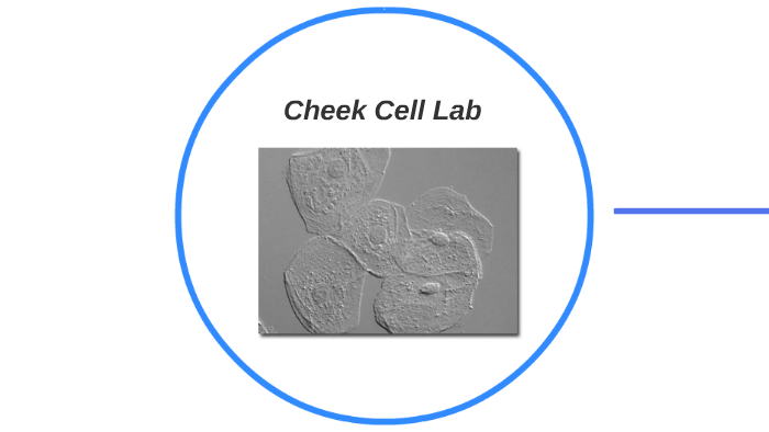 Cell lab прохождение