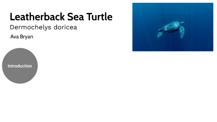 Leatherback Sea Turtle by Ava Bryan on Prezi