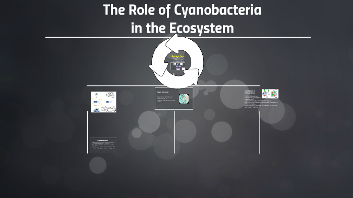 The role of cyanobacteria by Amanda Newman on Prezi