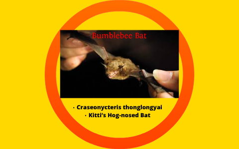 Bumblebee Bat by Taylor Willis on Prezi