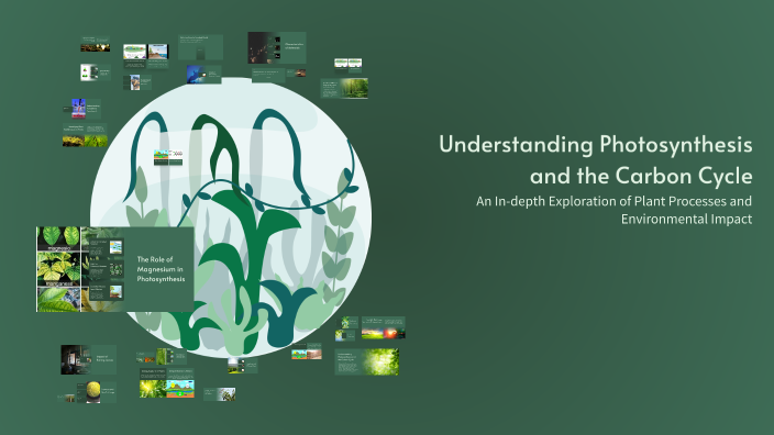 Understanding Photosynthesis and the Carbon Cycle by Maham Nadeem on Prezi