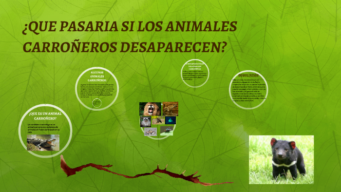 QUE PASARIA SI LOS ANIMALES CARROÑEROS SE EXTINGUEN? by sofia arango  sarmiento