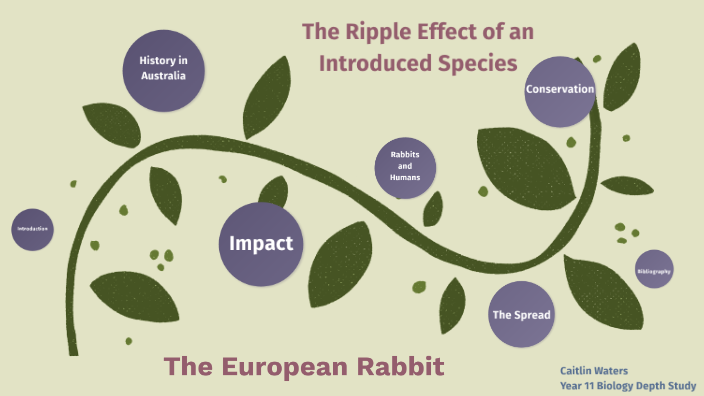 The Ripple Effect of a Selected Species: The European Rabbit by Caitlin ...