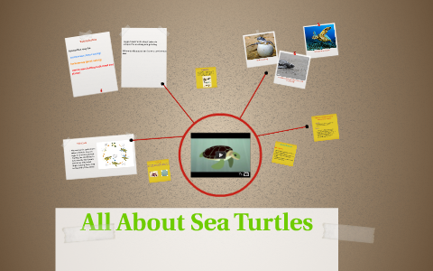 All About Sea Turtles by ellie mandy on Prezi