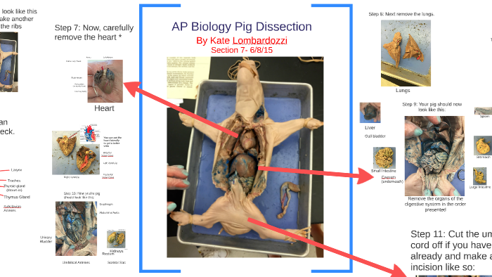 AP Biology Pig Dissection by Kate Lombardozzi on Prezi