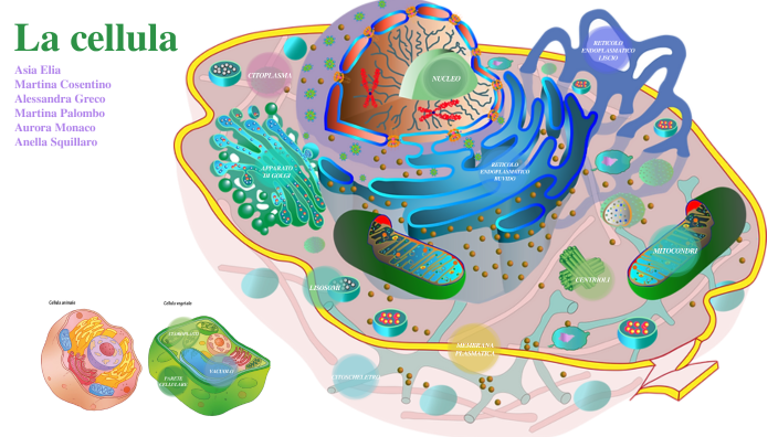 viaggio all'interno della cellula by asia elia on Prezi