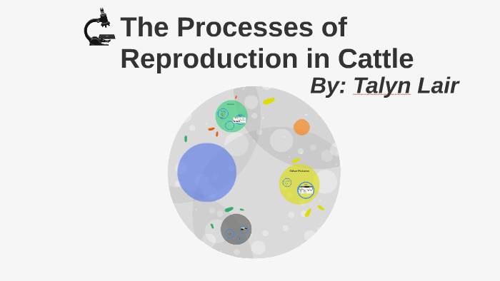 The Processes of Reproduction in Cattle by Talyn Lair on Prezi