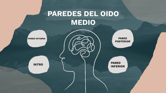 paredes del oido medio