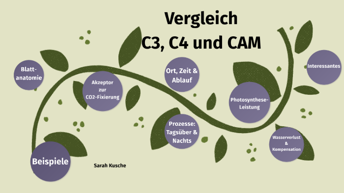 C3 C4 Cam Pflanzen Vergleich Vergleich von C4, C3 und CAM Pflanzen by Sarah Kusche on Prezi