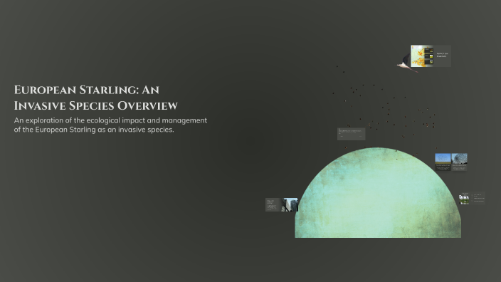 European Starling: An Invasive Species Overview by SB - 07MR 1063407 ...