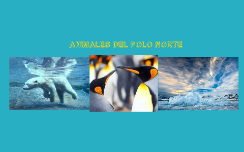 Animales del Polo Norte by Isabella Urbano Vargas on Prezi
