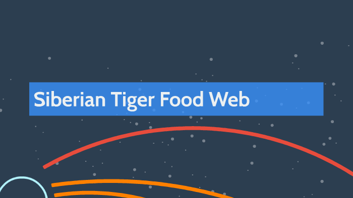 Siberian tiger food web by: Ben Combs and Brody Huff by Shannon Combs