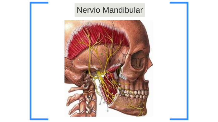 Trigémino ( Mandibular V3) by Felipe Farineli on Prezi