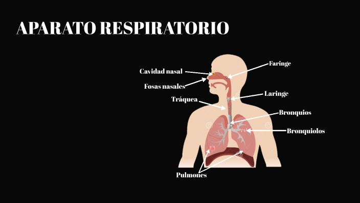 APARATO RESPIRATORIO by ARIAS GUTIERREZ NOELIA ROMINA on Prezi