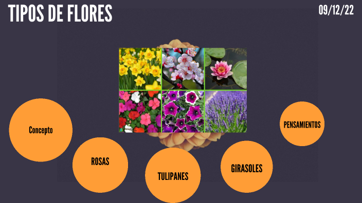 Tipos de flores by Marjorie Cumbal on Prezi