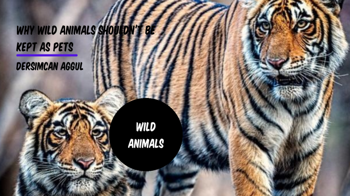 Why wild animals should not be kept as pets by Dersimcan Ağgül