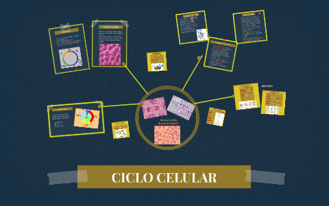 CICLO CELULAR by Mónica Barillas on Prezi