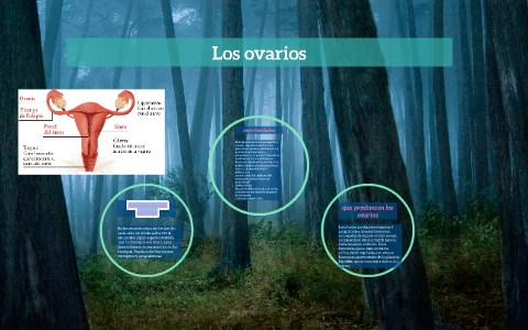 la funcion de los ovarios by aura salamanca on Prezi