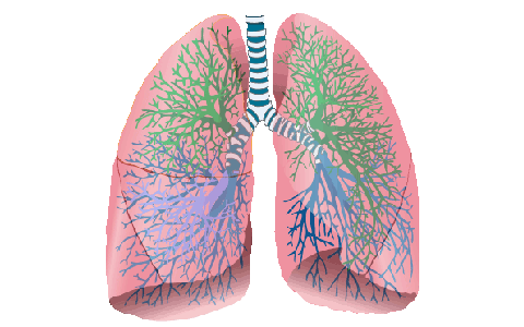 6 TYPES OF BRONCHIAL HYGIENE THERAPY by leslie garcia on Prezi