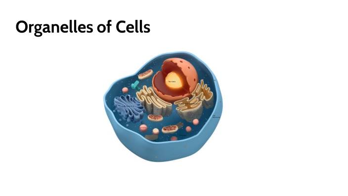 Organelles Of Cells By Katelyn Wielinga On Prezi