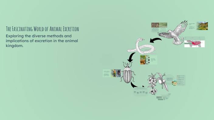 The Fascinating World of Animal Excretion by Kaitlyn Yoho on Prezi
