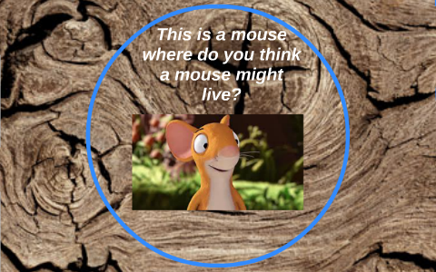 What is the scariest creature in the woods? by Steff Jackson on Prezi