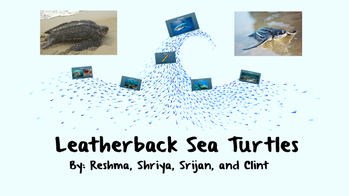 Leatherback Sea Turtles by Reshma Thomas on Prezi