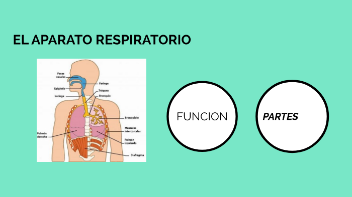 SISTEMA RESPIRATORIO by SEBASTIAN GALVEZ CABRERA on Prezi