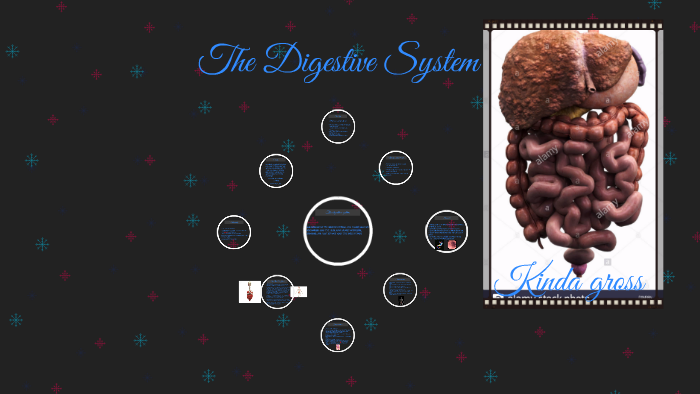 The Digestive system by Tyler Carinci on Prezi