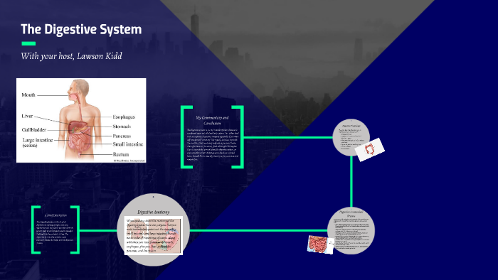 The Digestive System by Lawson Kidd on Prezi