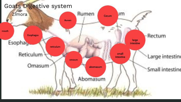 Goats Digestive System Pbm By Zimora Mclean On Prezi