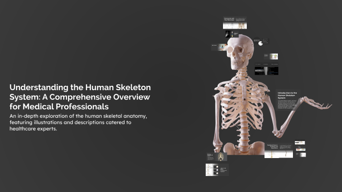 Understanding the Human Skeleton System: A Comprehensive Overview for ...