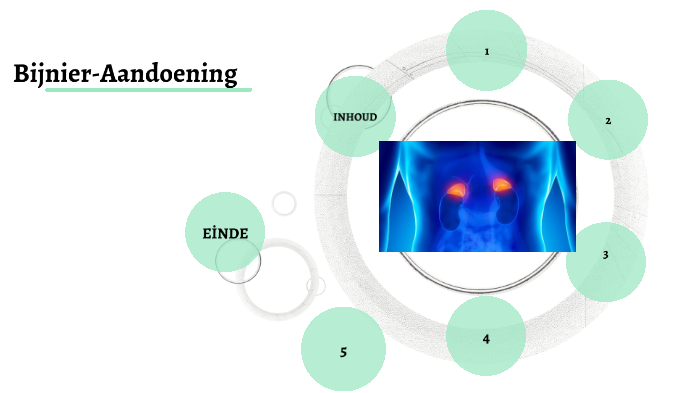 Bijnier-aandoening By Havanur Korkmaz On Prezi