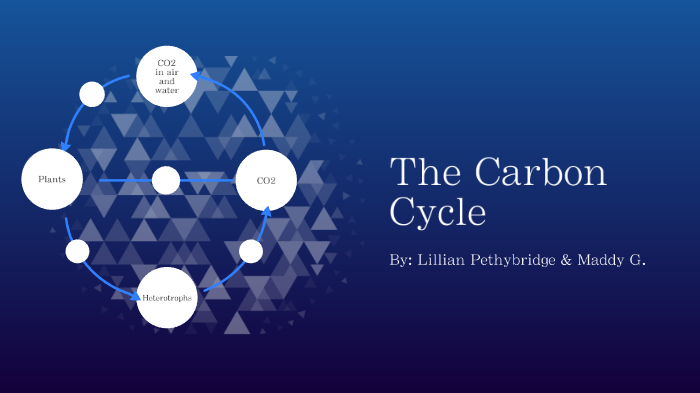 carbon cycle by LILLIAN PETHYBRIDGE on Prezi