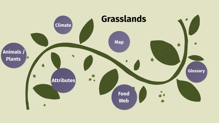 Grassland Biome By Paige Klohe On Prezi