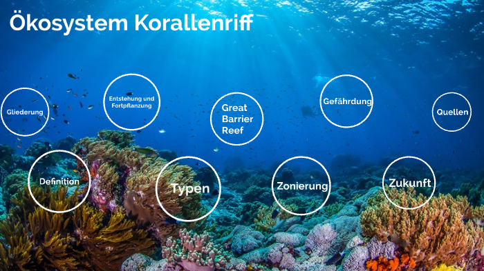 Ökosystem Korallenriff by Emily Höls on Prezi
