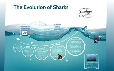 Evolution of Sharks by caija campbell on Prezi