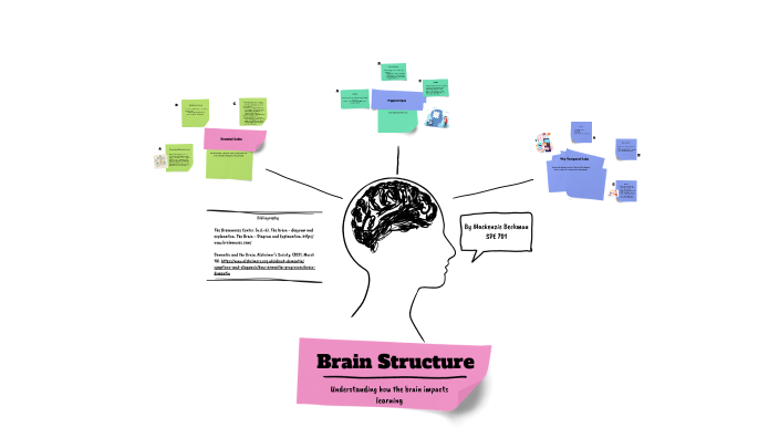 Understanding The Brain by Mackenzie Beckman on Prezi