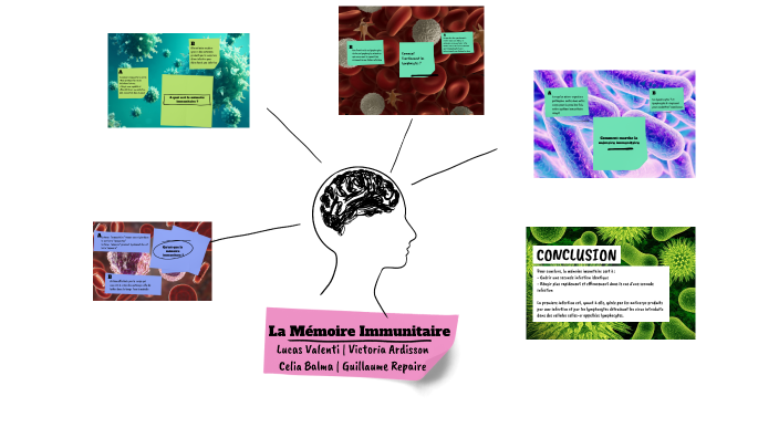 Memoire imunitaire (TABLEAU) by Travail SVT on Prezi