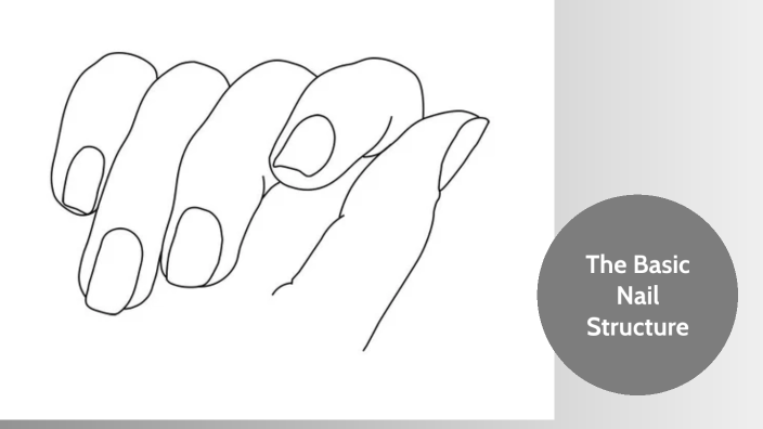 The Basic Nail Structure by kelsey gauci on Prezi