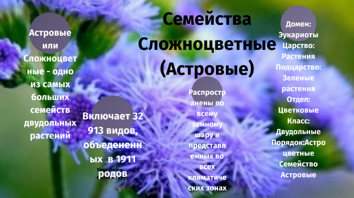 Сложноцветные кроссворд