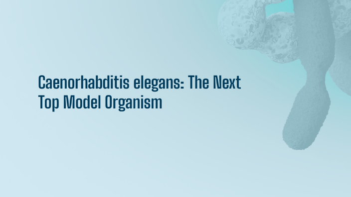 Caenorhabditis elegans: A Top Model Organism by Sasha McLennan on Prezi
