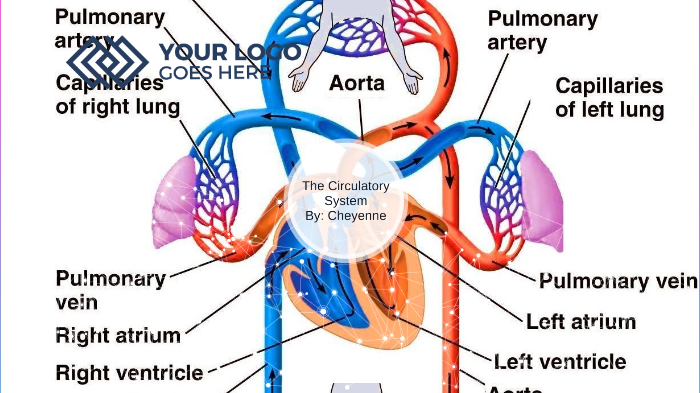 The Circulatory System by Cheyenne Walker on Prezi