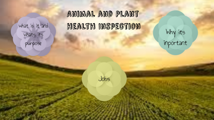 animal-and-plant-health-inspection-by-gabriella-browne