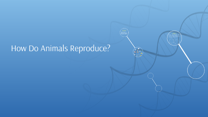 How Do Animals Reproduce? by Gaby Velasco