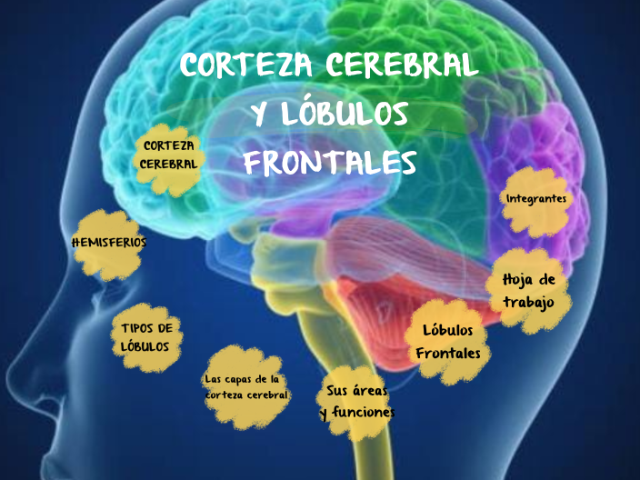 Corteza cerebral y Lóbulos Frontales by CINDY PALACIOS on Prezi